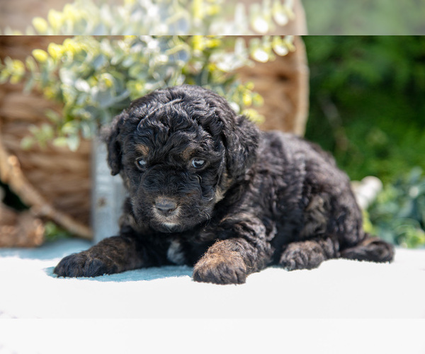 Medium Photo #24 Miniature Bernedoodle Puppy For Sale in BREMEN, IN, USA