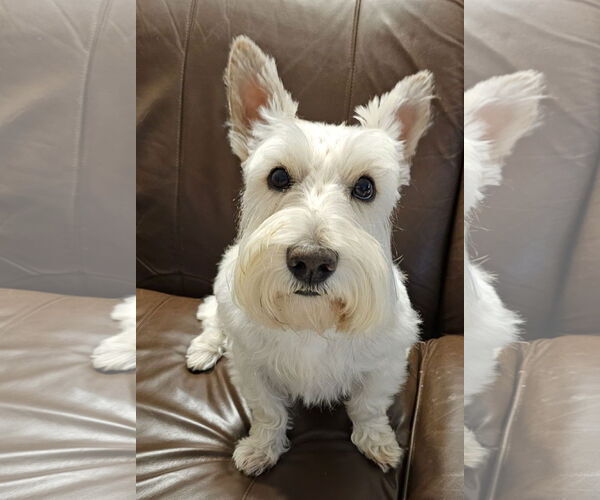 Medium Photo #2 Mutt Puppy For Sale in Dallas, TX, USA