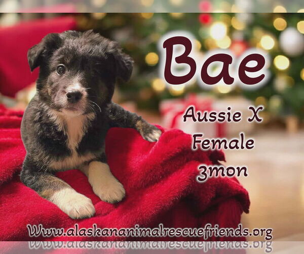 Medium Photo #2 Australian Shepherd-Unknown Mix Puppy For Sale in Anchorage, AK, USA