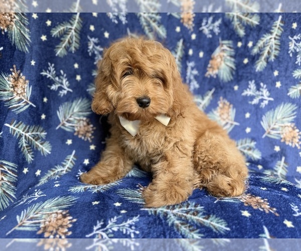 Medium Photo #8 Cockapoo (Miniature) Puppy For Sale in LAKELAND, FL, USA