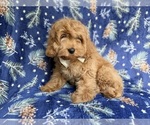 Small #7 Cockapoo (Miniature)