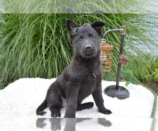 Medium Photo #5 German Shepherd Dog Puppy For Sale in HONEY BROOK, PA, USA