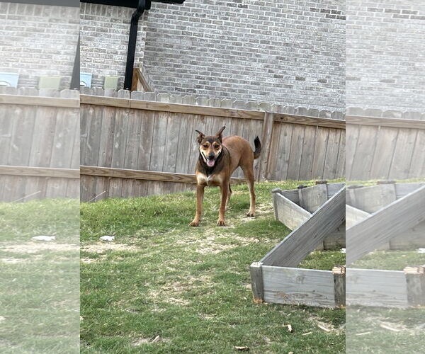 Medium Photo #3 Mutt Puppy For Sale in Horn Lake, MS, USA