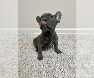 French Bulldog Puppy for sale in CHARLESTON, SC, USA