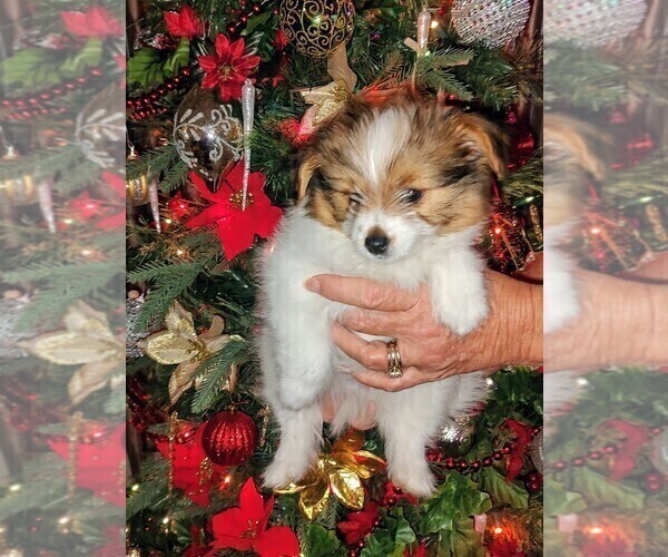 Medium Photo #1 Biewer Terrier-Pomeranian Mix Puppy For Sale in ESTILL SPRINGS, TN, USA