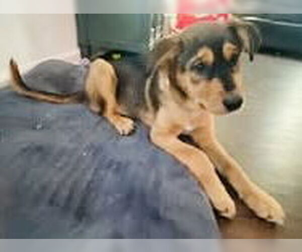 Medium Photo #1 Mutt Puppy For Sale in Germantown, OH, USA