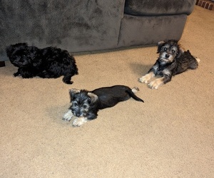 Snorkie Puppy for sale in LITTLETON, CO, USA