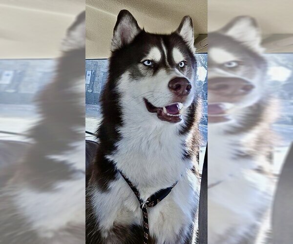 Medium Photo #6 Siberian Husky Puppy For Sale in Carrollton, TX, USA