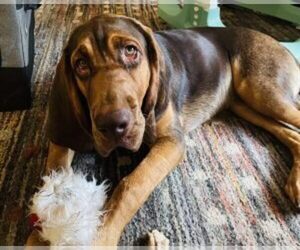 Bloodhound Dogs for adoption in MARSHFIELD, MA, USA