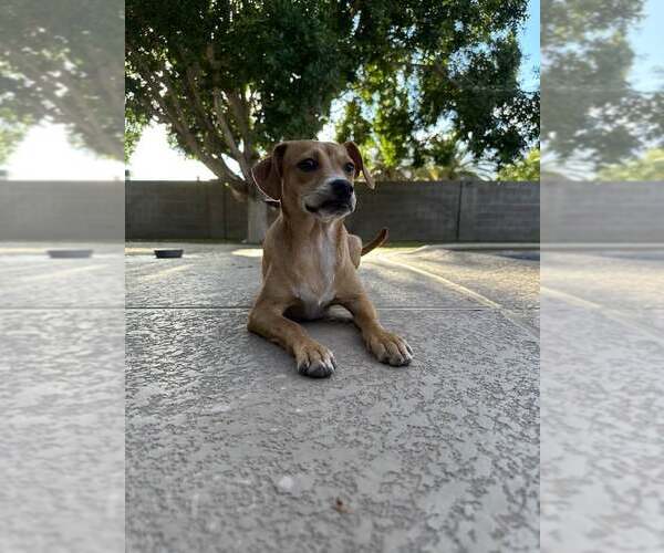 Medium Photo #5 Chihuahua-Whippet Mix Puppy For Sale in Cave Creek, AZ, USA