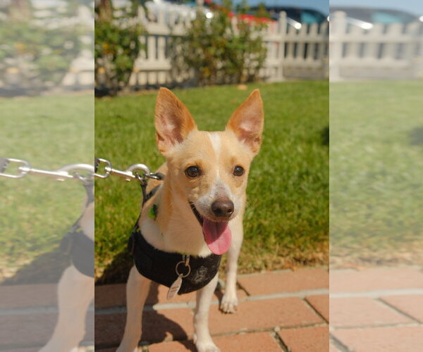 Medium Photo #7 Chihuahua-Unknown Mix Puppy For Sale in San Jose, CA, USA