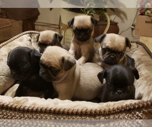 Pug Puppy for sale in CENTRAL POINT, OR, USA