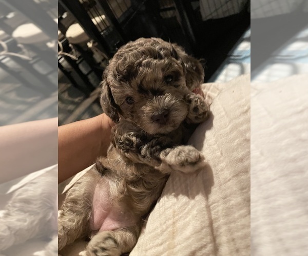 Medium Photo #35 Poodle (Toy) Puppy For Sale in MURRIETA, CA, USA