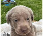 Small Photo #4 Labrador Retriever Puppy For Sale in BATESVILLE, AR, USA