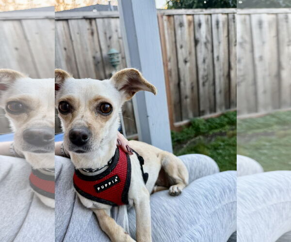 Medium Photo #4 Chihuahua-Unknown Mix Puppy For Sale in San Francisco, CA, USA