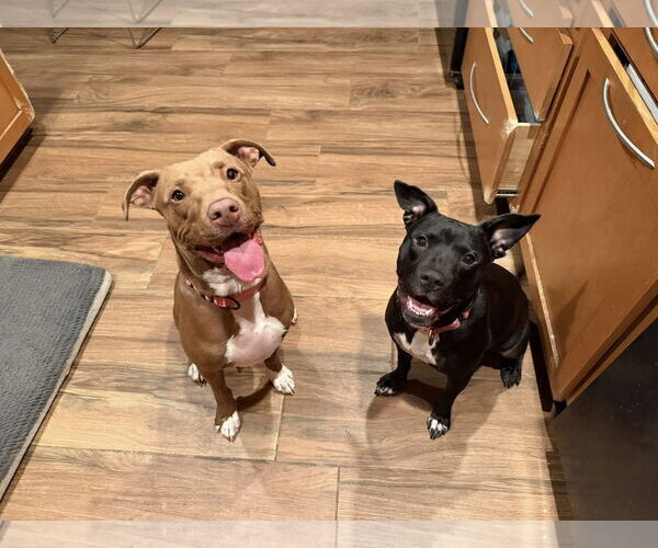 Medium Photo #7 American Pit Bull Terrier-Staffordshire Bull Terrier Mix Puppy For Sale in Cave Creek, AZ, USA