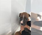 Small Boxer Mix