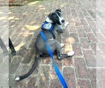 Small #2 Mutt