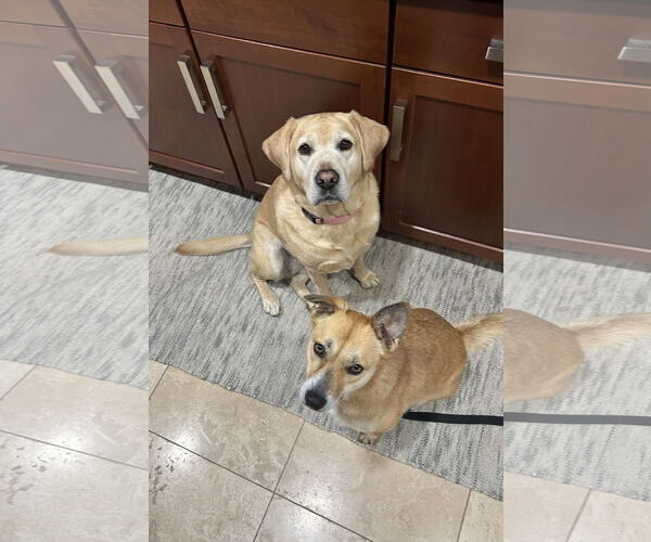 Medium Photo #3 Labrador Retriever-Unknown Mix Puppy For Sale in San Diego, CA, USA