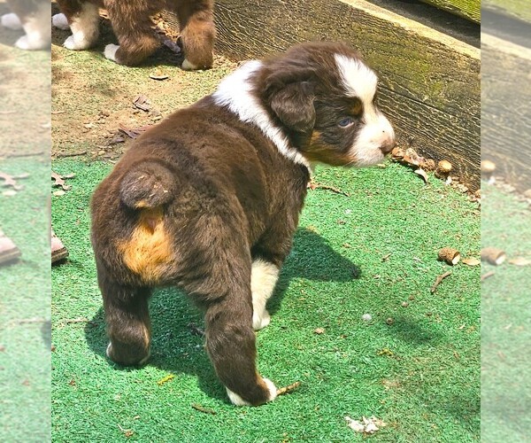 Medium Photo #4 Australian Shepherd Puppy For Sale in NELSON, VA, USA