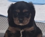 Puppy Kimball Cavalier King Charles Spaniel
