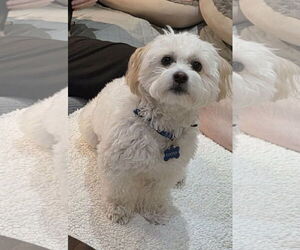 Maltese Dogs for adoption in Mission Viejo, CA, USA