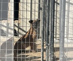 Small Photo #5 Belgian Malinois Puppy For Sale in KOKOMO, IN, USA