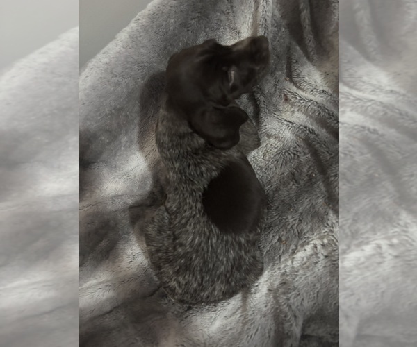 Medium Photo #8 German Shorthaired Pointer Puppy For Sale in STATE COLLEGE, PA, USA