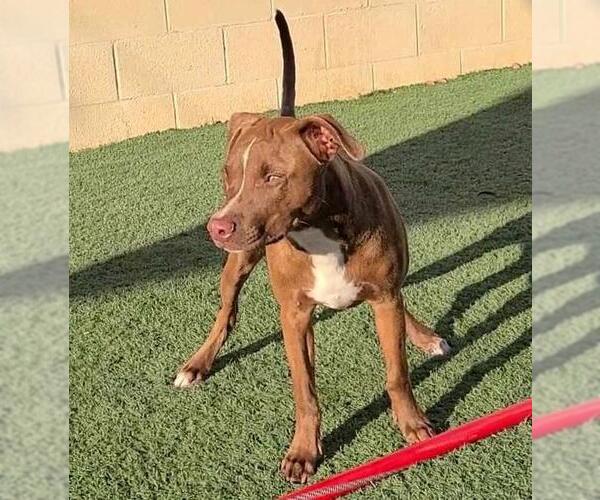 Medium Photo #8 American Pit Bull Terrier-Chihuahua Mix Puppy For Sale in Rockwall, TX, USA