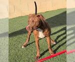 Small #7 American Pit Bull Terrier-Chihuahua Mix