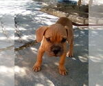 Small #5 Bulldog Mix