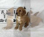 Small #1 Golden Retriever