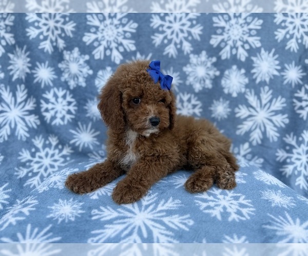 Medium Photo #6 Cock-A-Poo Puppy For Sale in LAKELAND, FL, USA