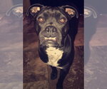 Small #5 Boxer Mix