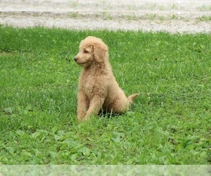 Goldendoodle Puppy for sale in FAIR GROVE, MO, USA