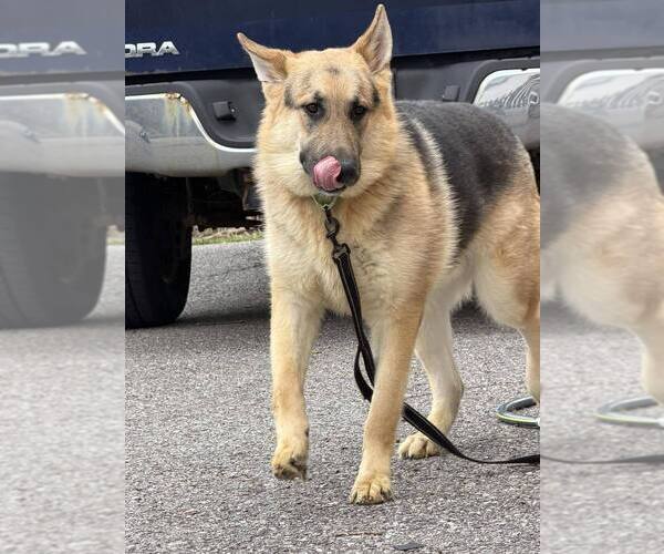 Medium Photo #4 German Shepherd Dog-Unknown Mix Puppy For Sale in Springdale, PA, USA