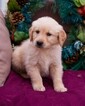 Small Photo #2 Golden Retriever Puppy For Sale in NEW PITTSBURGH, OH, USA