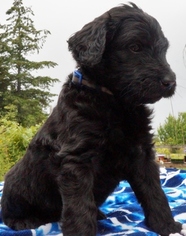 Goldendoodle Puppy for sale in LONG BEACH, WA, USA