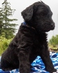 Small Photo #1 Goldendoodle Puppy For Sale in LONG BEACH, WA, USA