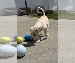 Jack Russell Terrier-Unknown Mix Dogs for adoption in Aurora, IN, USA