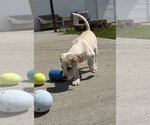 Small Jack Russell Terrier Mix