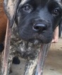 Small Photo #1 Mastiff Puppy For Sale in NEW BRAUNFELS, TX, USA