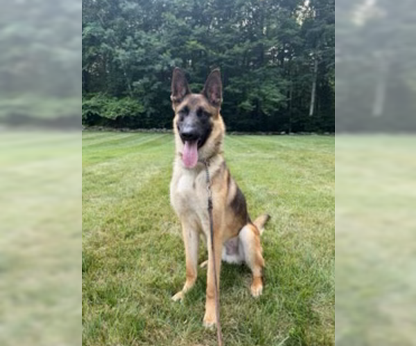 Medium Photo #3 German Shepherd Dog-Holland Shepherd Mix Puppy For Sale in Imlay City, MI, USA