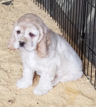 Medium Photo #1 Cocker Spaniel Puppy For Sale in HARRISONVILLE, MO, USA