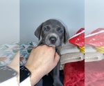 Small Photo #2 American Bully-Labrador Retriever Mix Puppy For Sale in NORTH LAS VEGAS, NV, USA