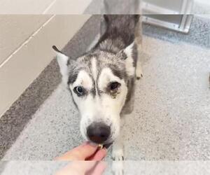 Medium Siberian Husky