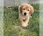 Small Photo #2 Golden Retriever Puppy For Sale in MARTINSVILLE, IN, USA