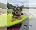 Small #6 Yorkshire Terrier