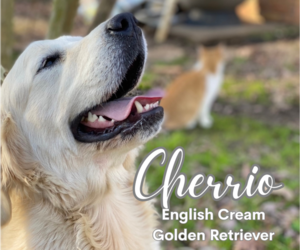 Mother of the English Cream Golden Retriever puppies born on 04/26/2025