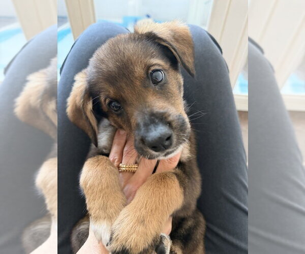 Medium Photo #6 Mutt Puppy For Sale in Brooklyn, NY, USA